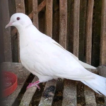 burung puter putih remaja / dewasa hidup