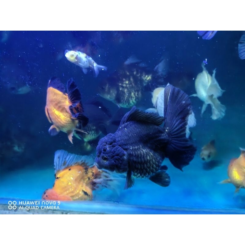 Ikan Mas Koki Oranda Black Big