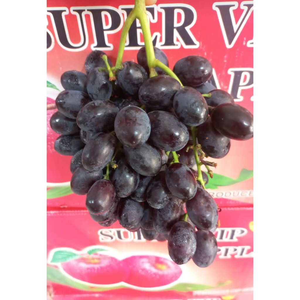 INSTAN BUAH ANGGUR AUTUMN TANPA BIJI ANGGUR AUTUMN FRESH ANGGUR AUTUM 1 kg