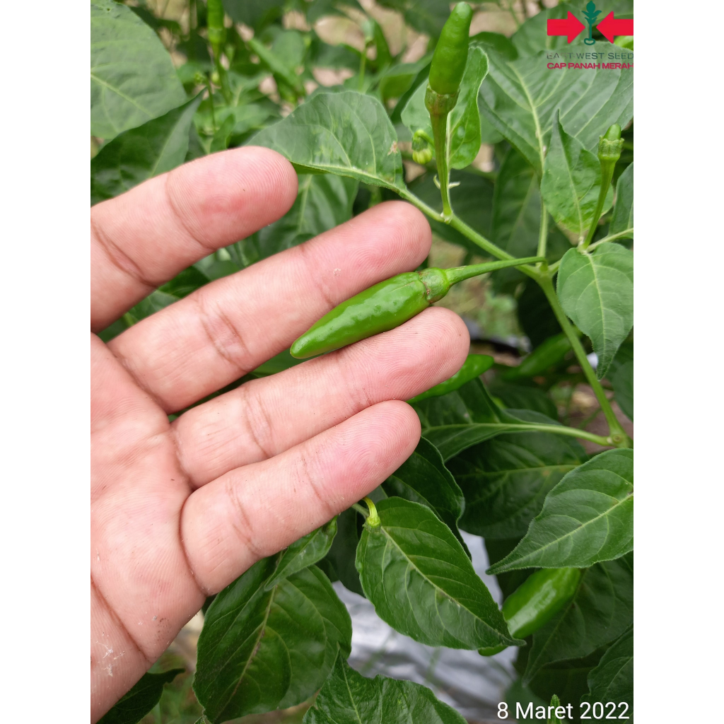 ID BENIH BIBIT BIJI TANAMAN CABE RAWIT HIJAU RAJO 350 BUTIR DARI CAP PANAH MERAH CABE RAWIT SETAN