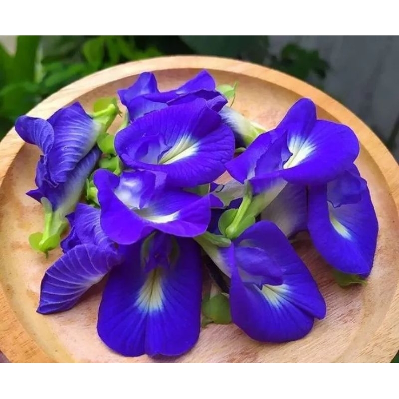 

Bunga Telang / Butterfly Pea