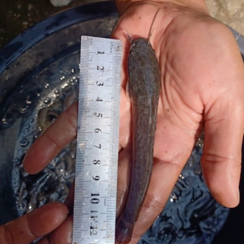 Bibit Lele Ukuran 11-12cm