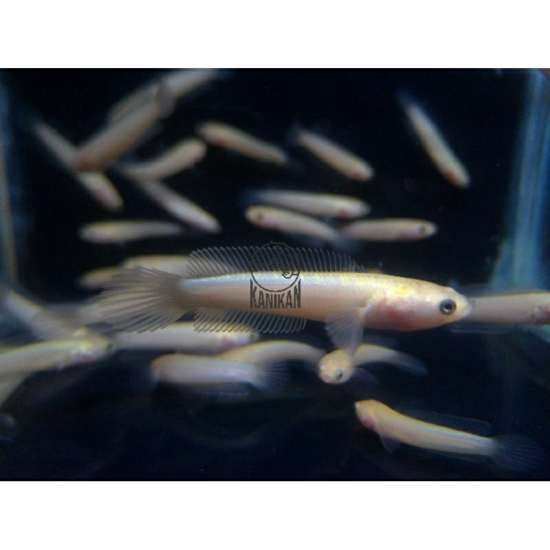 limbata golden xhantic