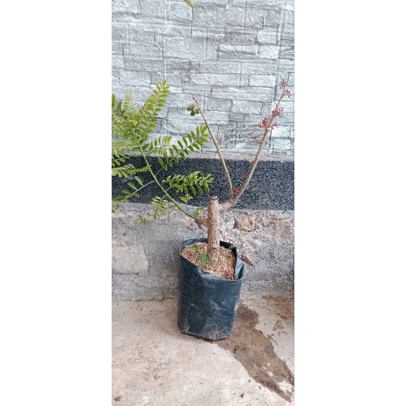 Bonsai Kedondong Merah berbuah