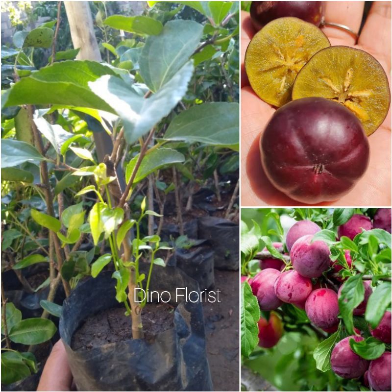 Bibit Tanaman Buah Import Plum Manila / Ceri Manila / Cerry Manila