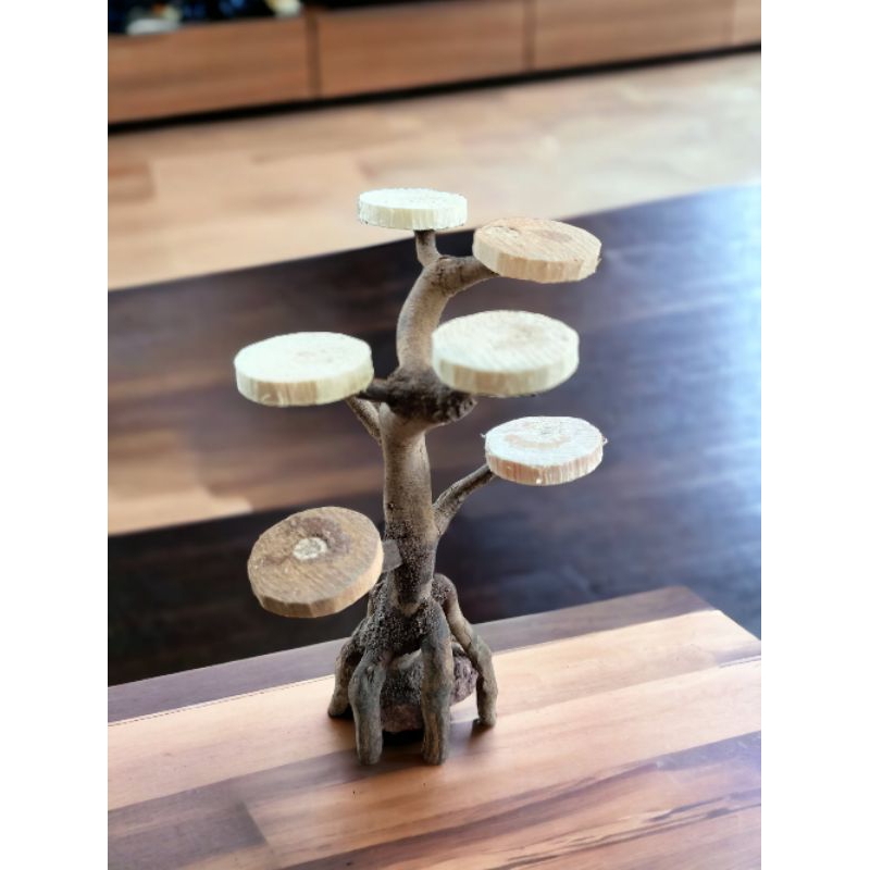 bonsai mini aquascape