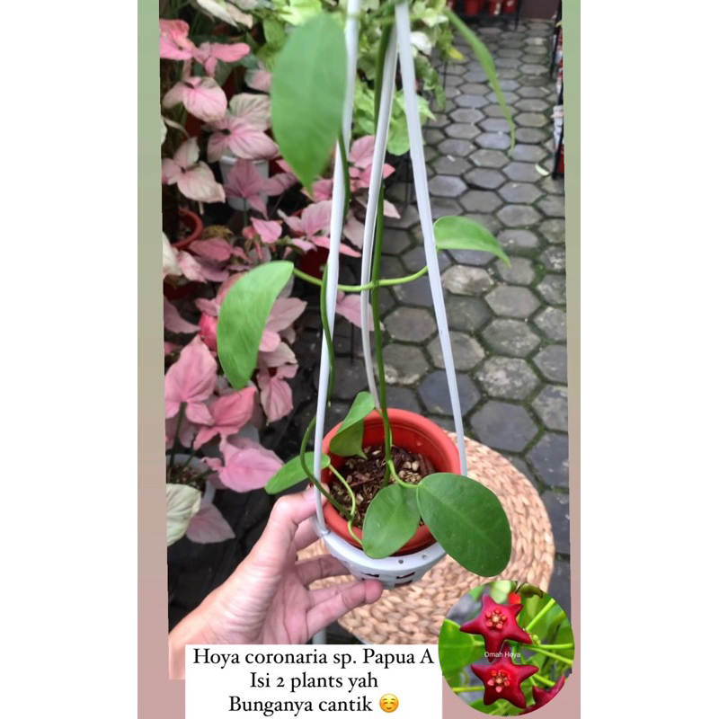 Tanaman Hias Hoya coronaria sp. papua dll (pesanan mbak christie)
