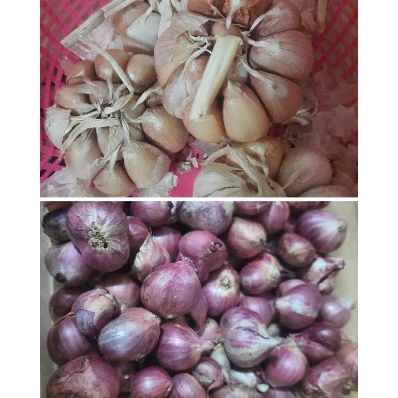 

REALPICT BAWANG putih sinco 500gram (setengah kilo)