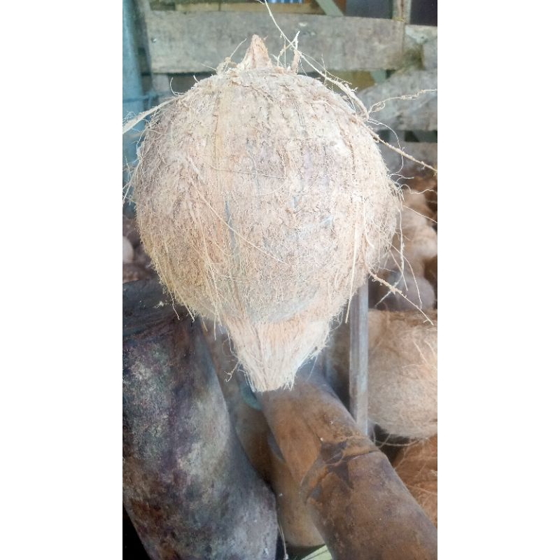 

kelapa
