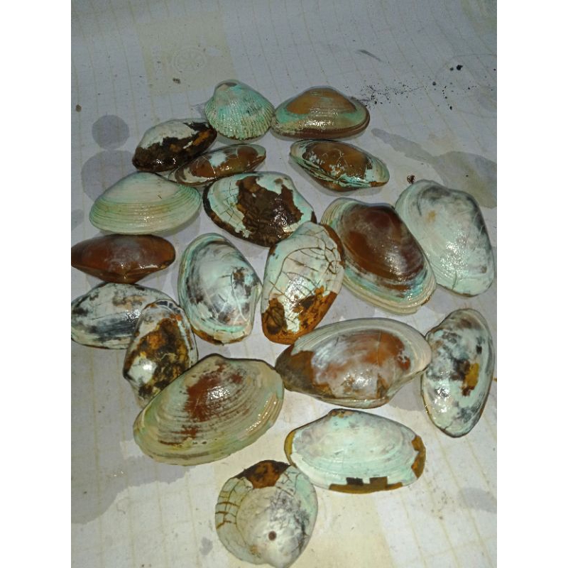 fosil kerang natural alam harga per 3 biji (3 pcs )