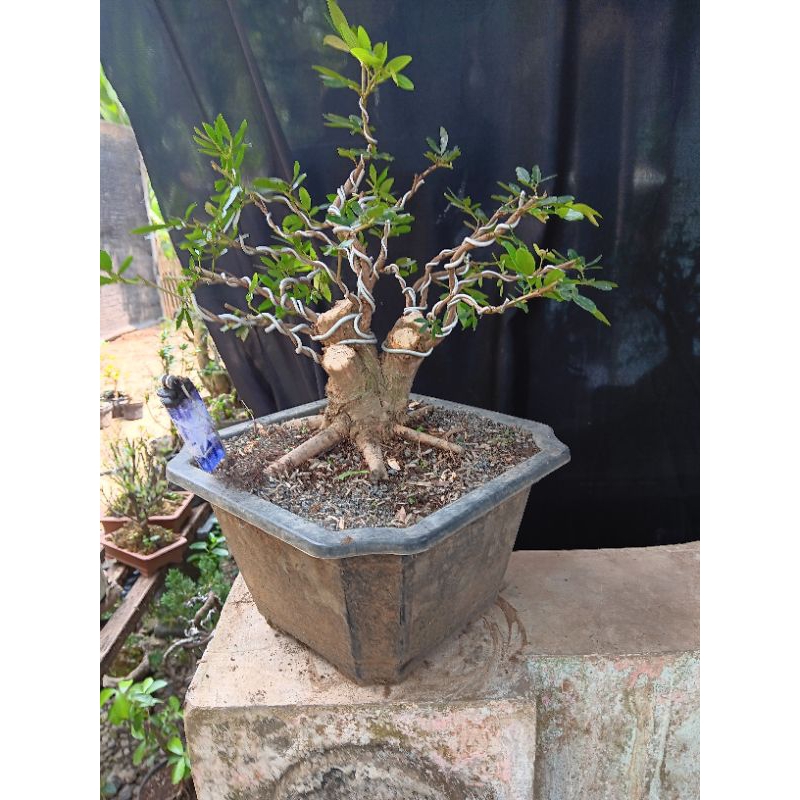 Bonsai kaliandra impor..