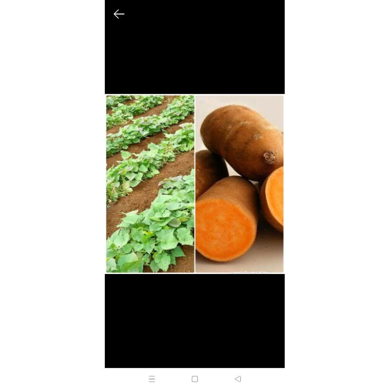 10 Stek Bibit Ubi Jalar Kuning Tanaman Herbal Ubi Jalar Jepang 35 CM tanaman kebun Ubi Kuning Meramb