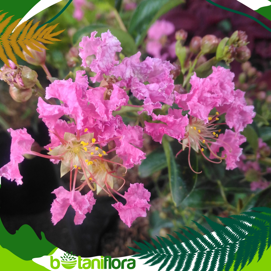 Tanaman Hias Sakura Bungur | Bunga Sakura | Sakura | Tanaman Sakura | Sakura Bungur | Sakura Pink