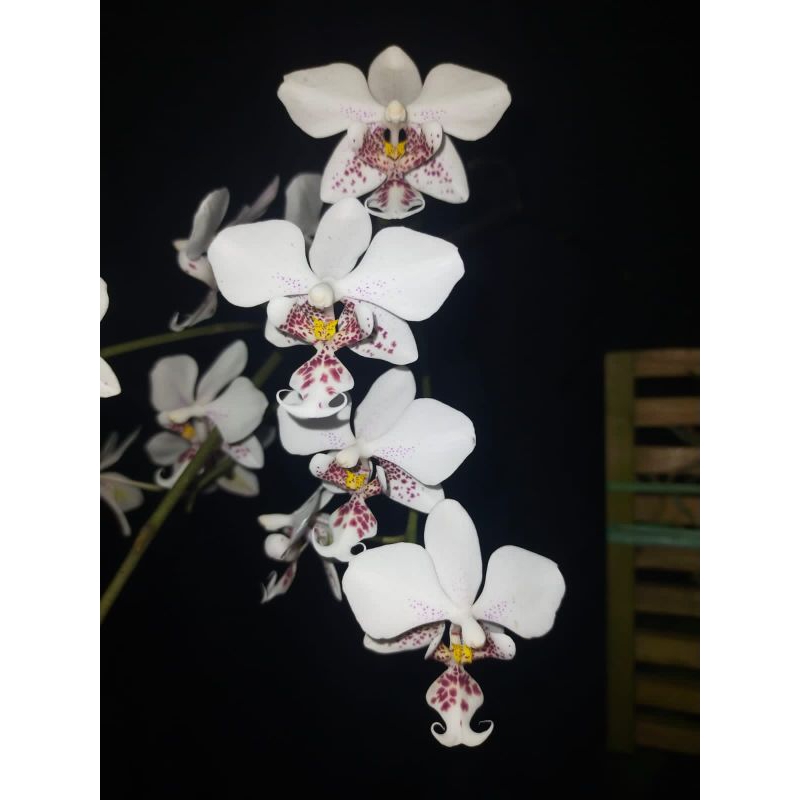Phalaenopsis stuartiana/anggrek lorek/anggrek tokek