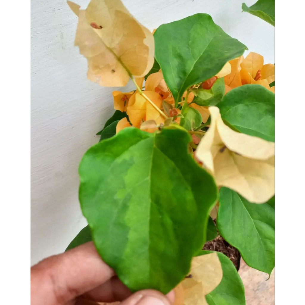 Bougenville Golden Thailand