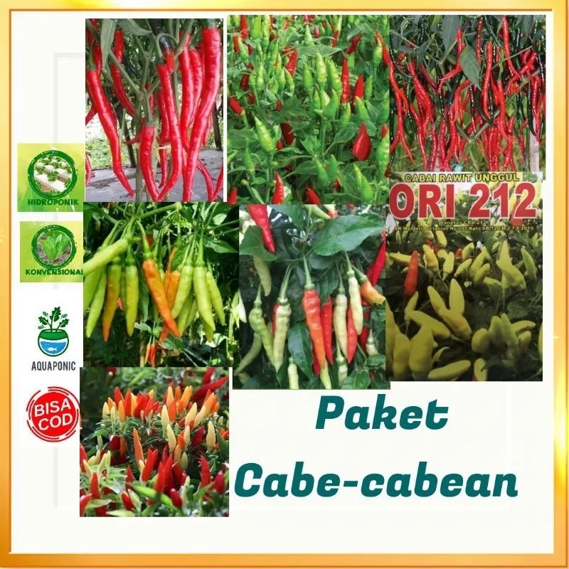 

paket cabe cabean