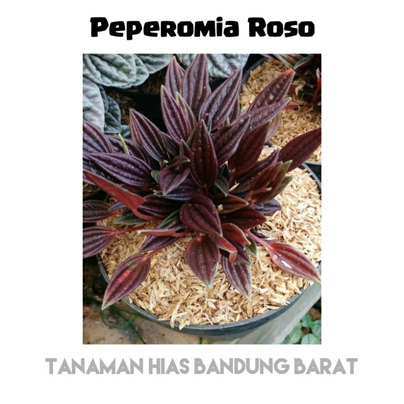 Peperomia roso merah