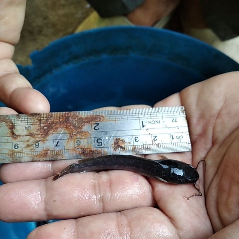 Bibit ikan lele ukuran 6-7cm