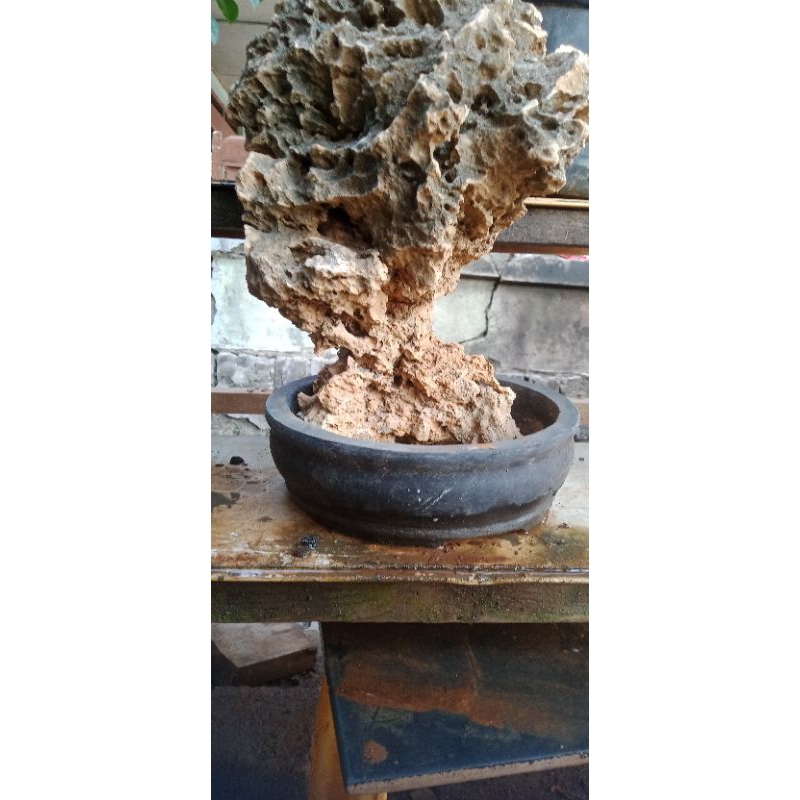 Batu karang gunung, batu karang penjing bonsai