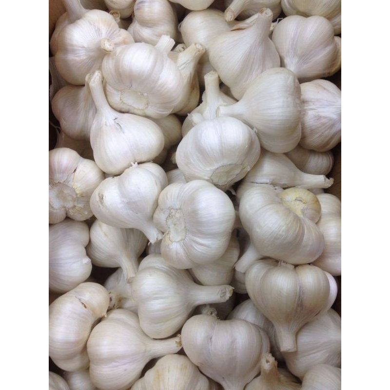 

BAWANG PUTIH SEGAR KILOAN