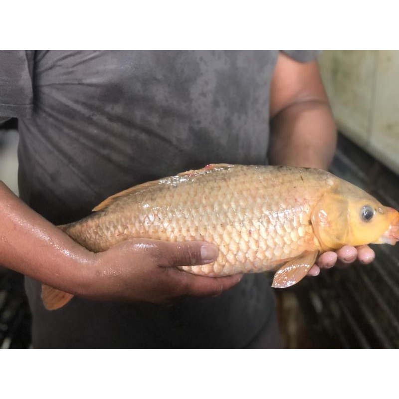 

ikan mas besar 1kg 1 ekor