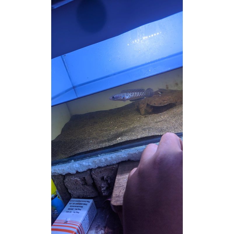 

auranti rekondisi 12/14cm ikan sehat