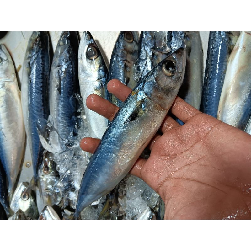 

ikan kembung salem sarden