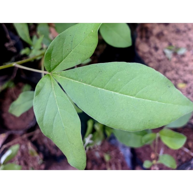 

DAUN LEGUNDI 50 LEMBAR SEGAR HIJAU BARU PETIK