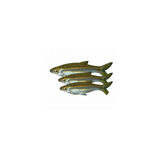 

Ikan Seluang Fresh - 250 Gram