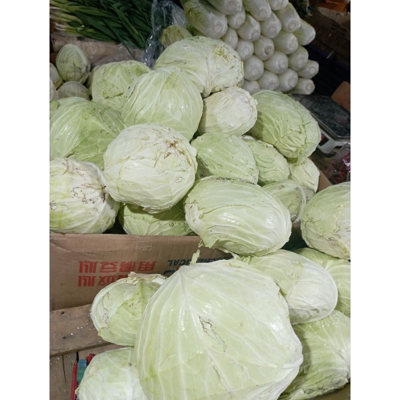 

sayur kol 500gr