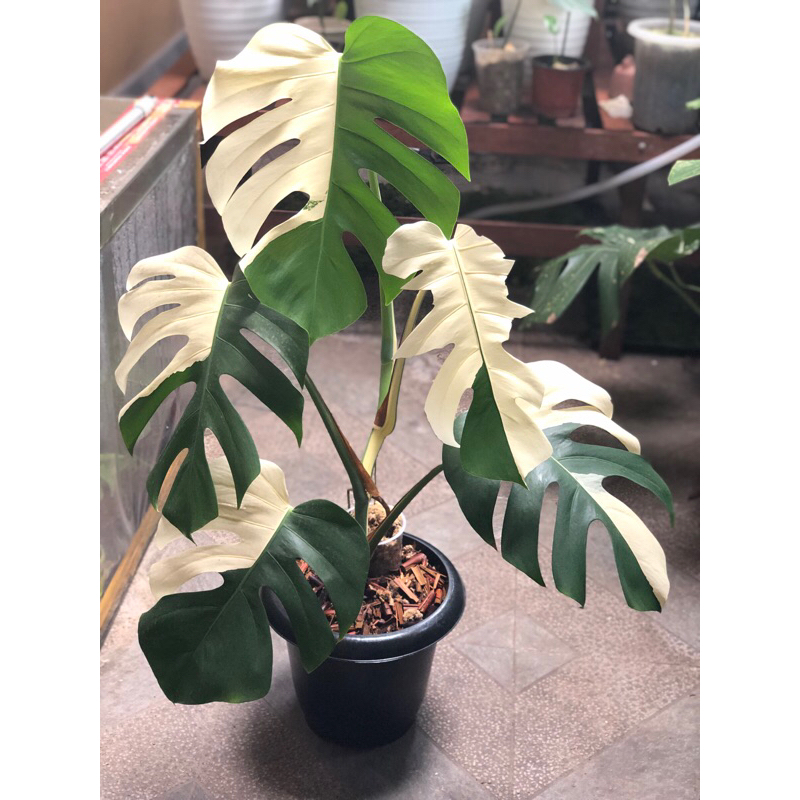monstera varigata halfmoon