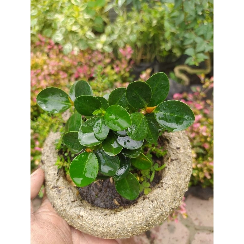 Bonsai Dollar mikro