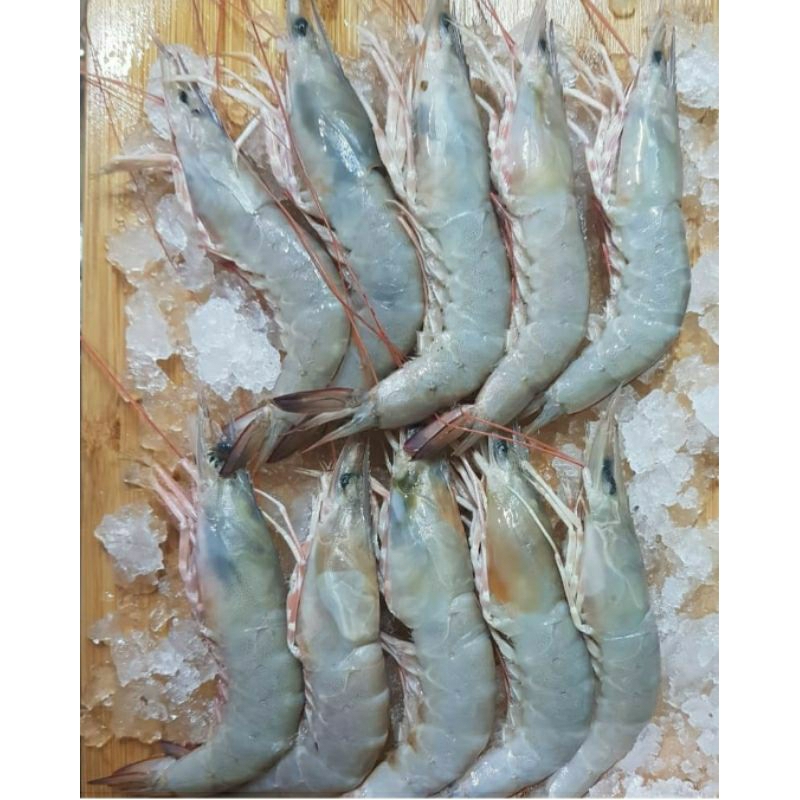 

Udang Peci Besar Harian Size/Isi 30-40