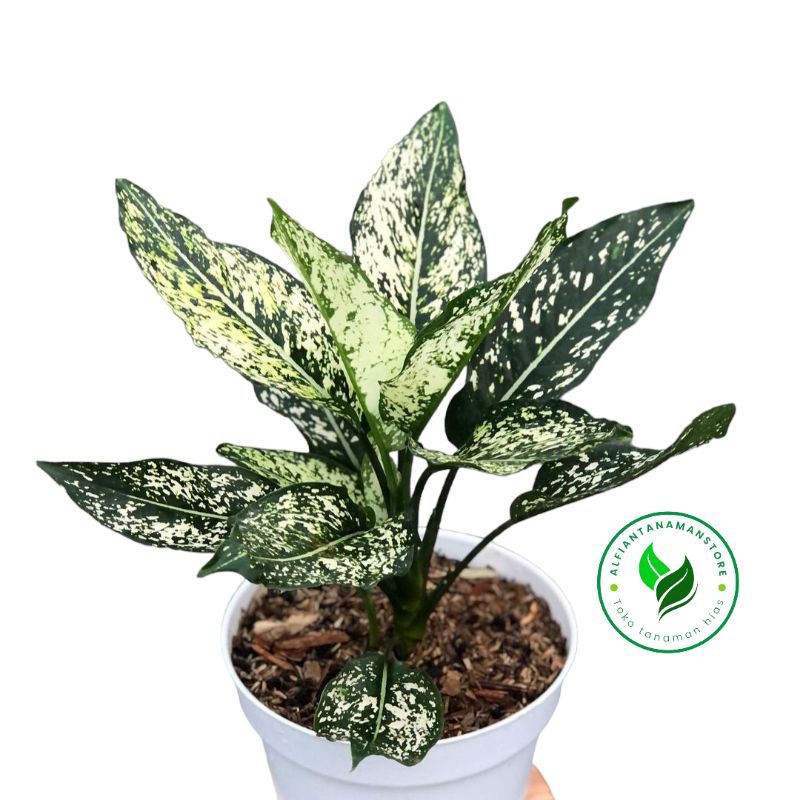 BISA COD tanaman hias aglonema snow white - pohon aglonema snow white