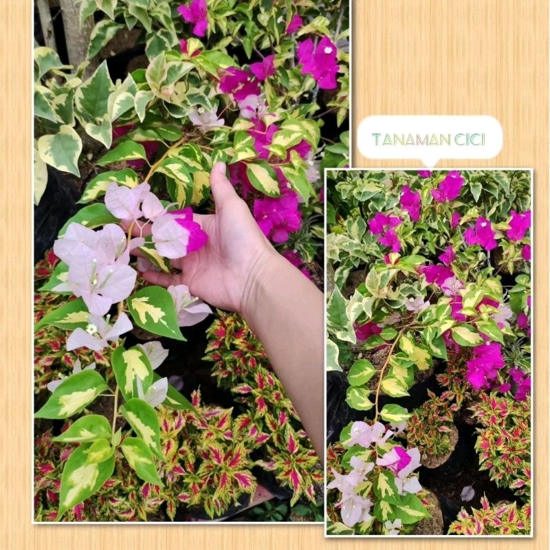 tanaman bunga bougenville daun varigata kuning bunga merah putih