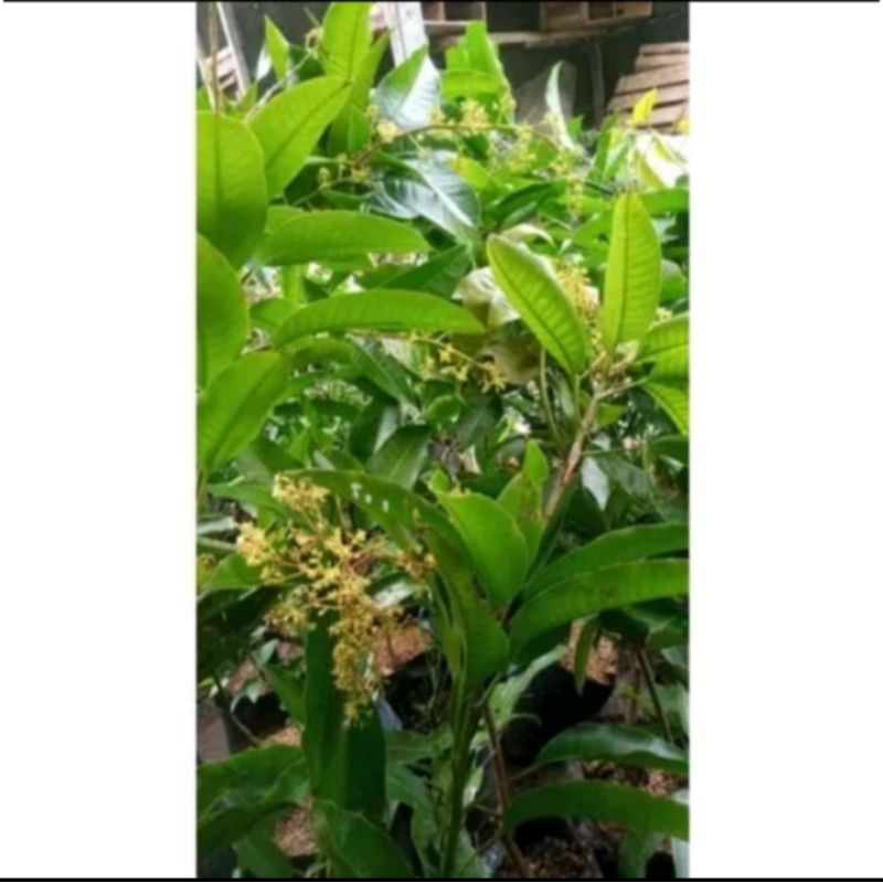 bibit buah mangga Mahatir kondisi berbunga