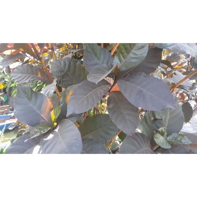 

Daun Ungu Segar ORGANIK/ Daun herbal untuk ambeien/ Beli 10 lembar bonus 1 lembar