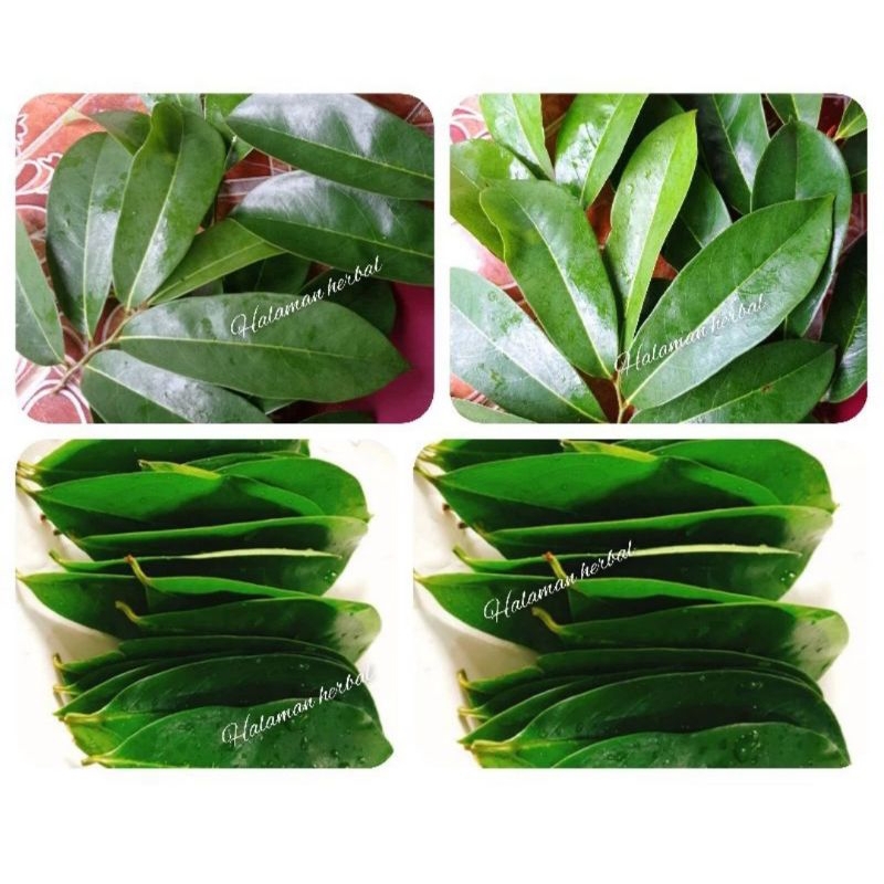 

daun sirsak kualitas premium fresh 50 lembar