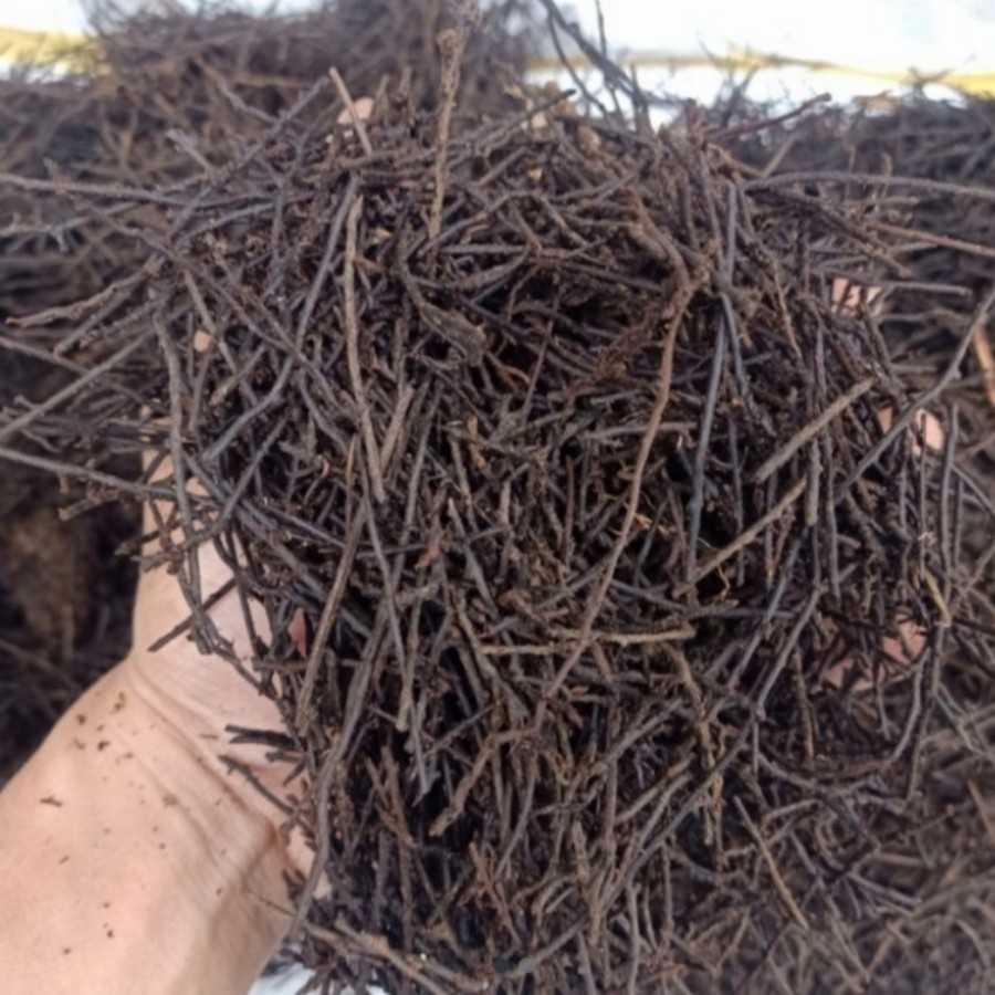 PAKIS CACAH MEDIA TANAM ANGGREK & AGLONEMA , ANTHURIUM SEKARUNG VIA GOSEN