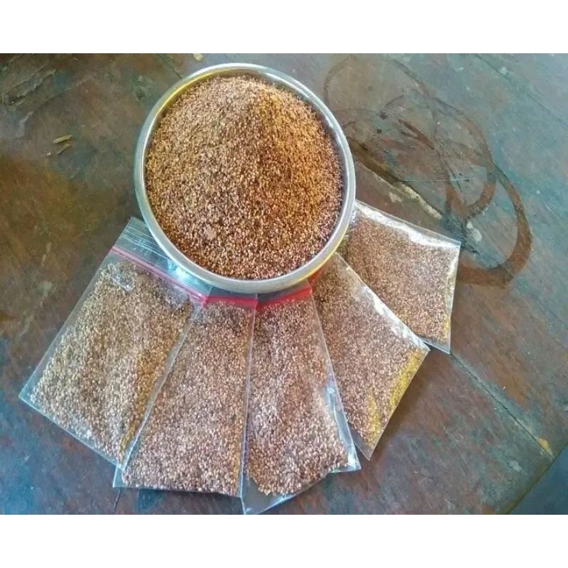 Biji/benih/seeds Ficus Rumphi A. k. a Ancak