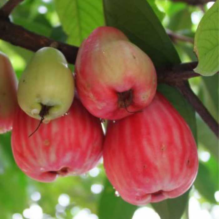 BIBIT JAMBU JAMAIKA JUMBO
