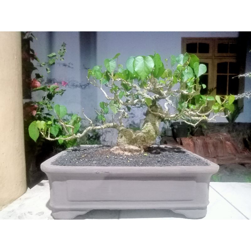 bonsai pohon waru kopek