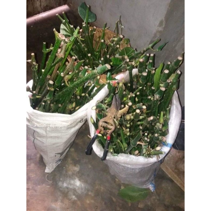 

Paket Bibit Melada isi 1000 batang untuk Sambung Lada | Kemukus | Cabe Jawa | Sirih