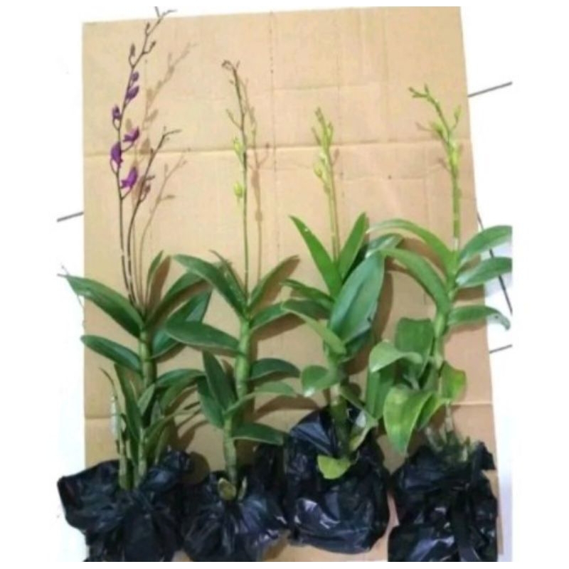 ANGGREK DENDROBIUM DEWASA siap berbunga - Anggrek knope spike