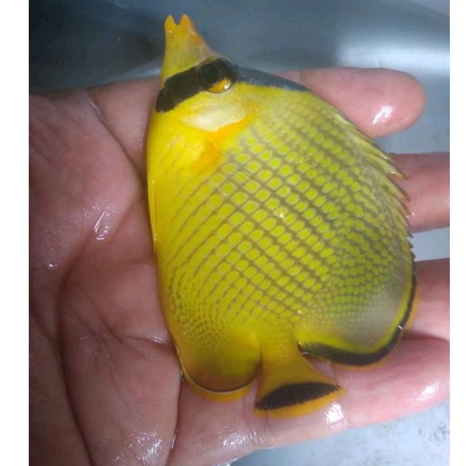Ikan Hias Air Laut Kepe Nenas / Latticed Butterflyfish / Tankmate Nemo