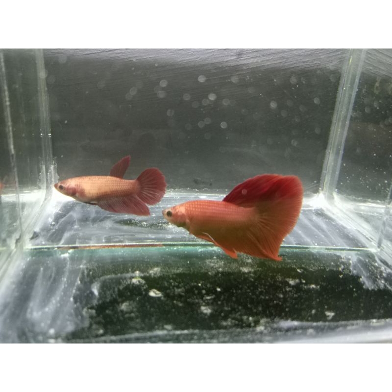 Ikan Cupang Halfmoon super red jantan & betina