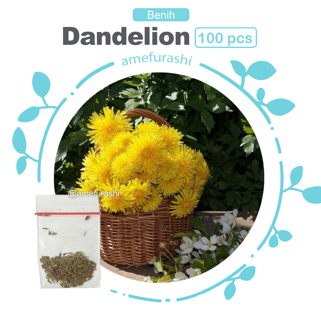 Amefuashi 100 Benih Bibit Biji Bunga Dandelion Cocok Sebagai Teh dan Salad