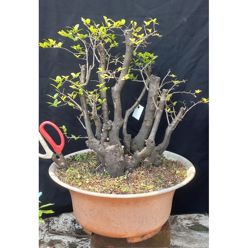 Mustam buah grouping