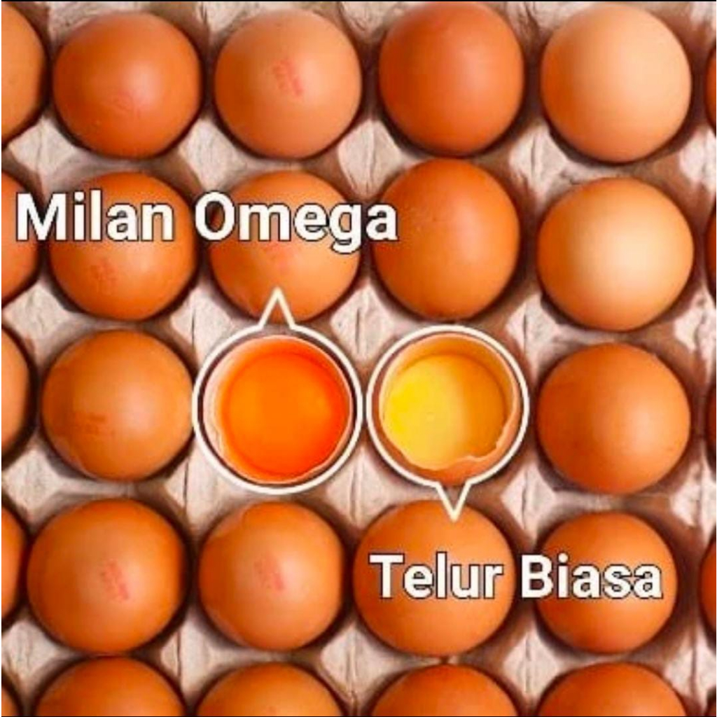 

Telur Ayam Negri omega 3 Asli Fresh Grade B (30 Butir)