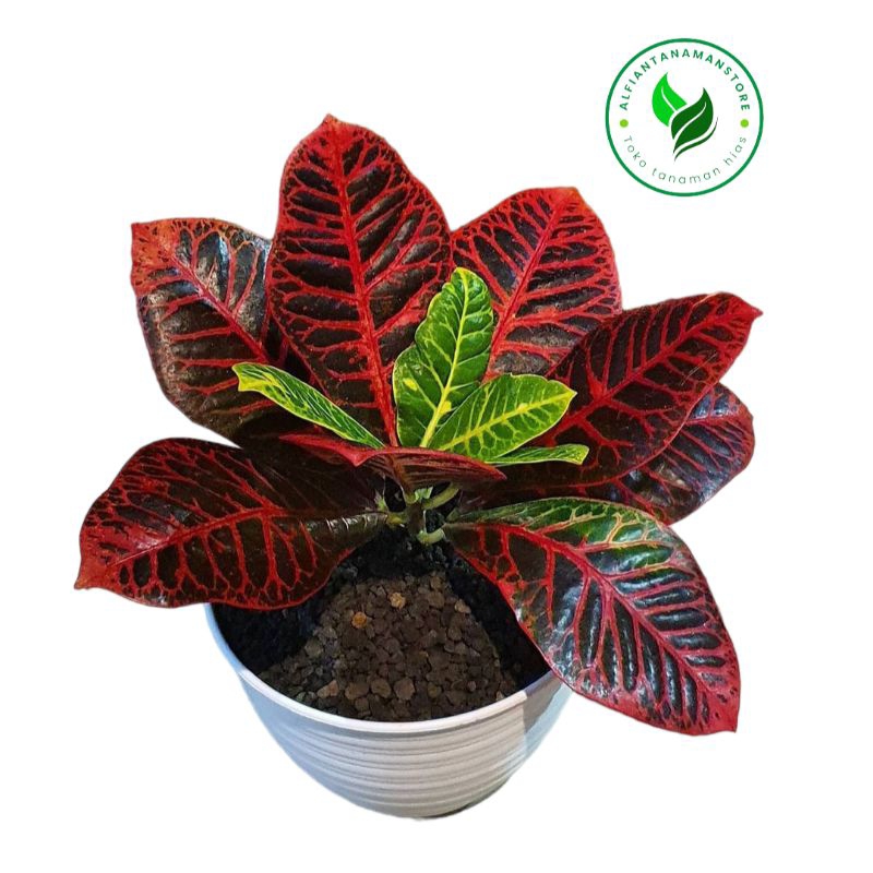 [BISA COD] Tanaman Hias Puring Worten Beauty - Bibit Pohon Puring Worten